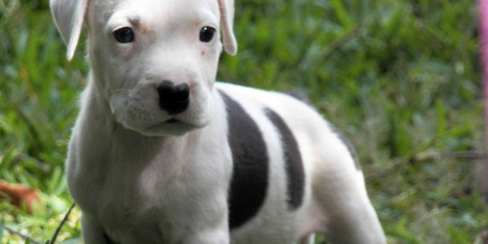 1200x900 43+] Pitbull Puppies Wallpaper on WallpaperSafari