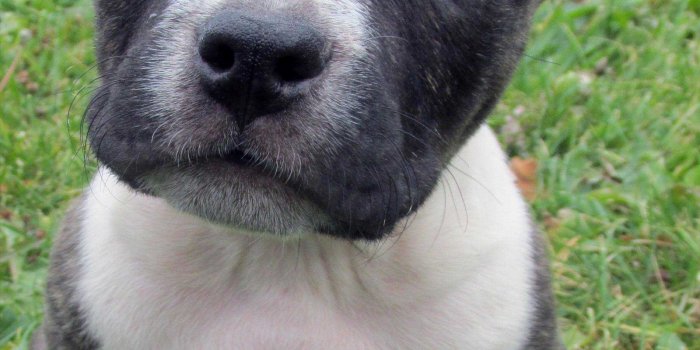 1900x2567 18254 baby pitbull wallpaper