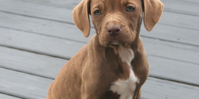 2305x3457 Pit Bull Puppy Wallpapers