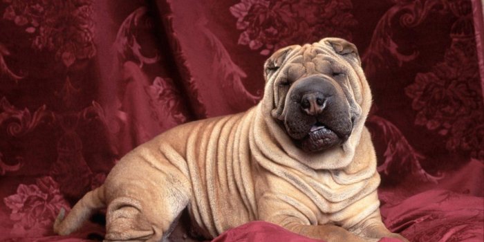 1152x864 Pitbull Puppies Wallpapers Pitbull puppies wallpapers | dreams of nm