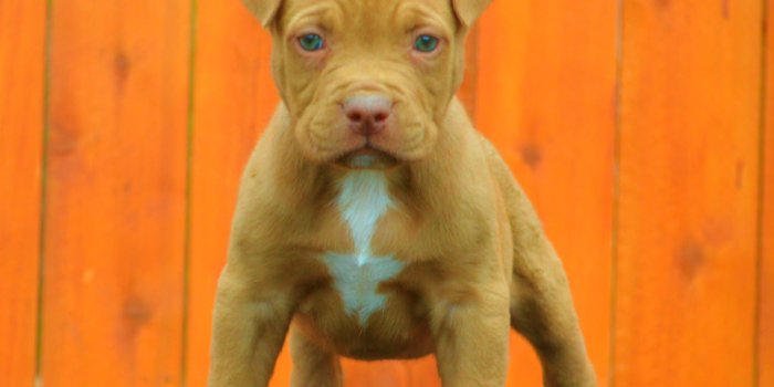 1600x1600 Pitbull Puppies Wallpapers