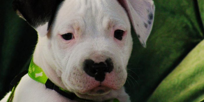 1024x768 Cute Pitbull Puppy Dog Hd Wallpapers Top Desktop Images Puppies