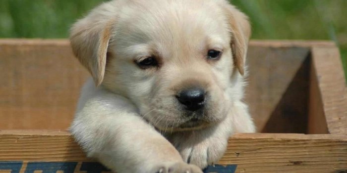 1920x1080 Blue pitbull puppies wallpaper.jpg Desktop Background