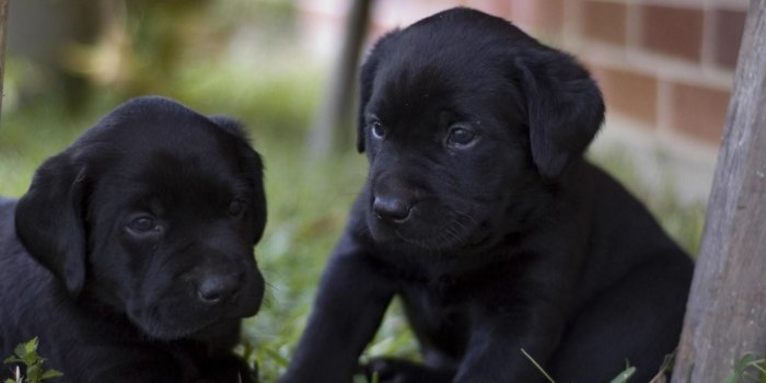 1920x1200 Desktop Black Labrador Dog Cute Pitbull Puppies Wallpaper - Litle Pups