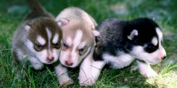 1024x768 Pitbull Puppy Wallpaper (34+), Download 4K Wallpapers For Free