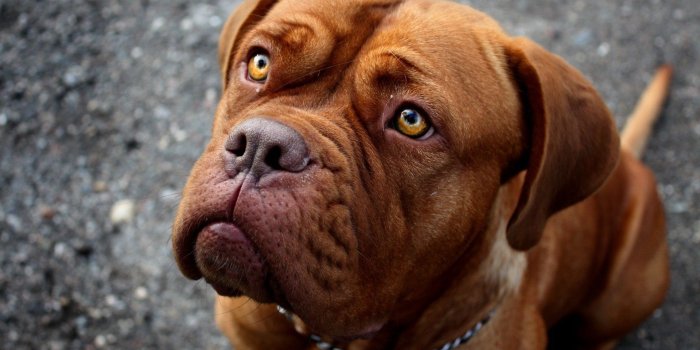 1920x1080 American Pit Bull Terrier Puppy Wallpapers - WallpaperSafari