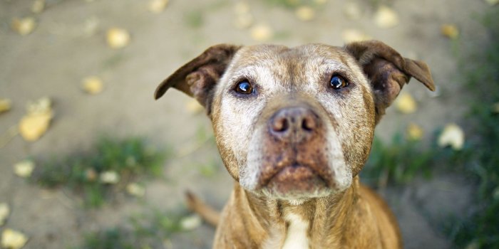 2560x1600 Pitbull Dog Wallpapers (50+ background pictures)