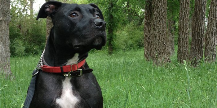 2448x3264 pitbull dogs | black pitbull dog iphone wallpaper | Funny and Cute