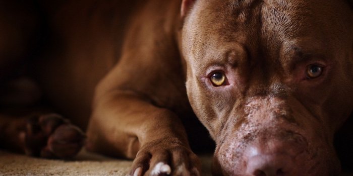 1920x1200 Best 53+ Pitbull Desktop Backgrounds on HipWallpaper | Pitbull