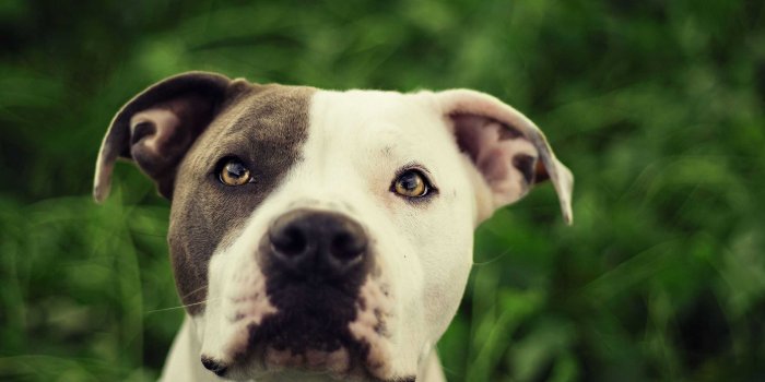 2560x1600 Pitbull Puppy Wallpaper Group (34+), Download for free
