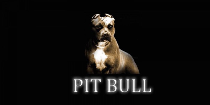 1920x1080 Red Nose Pitbull Wallpaper ·① WallpaperTag