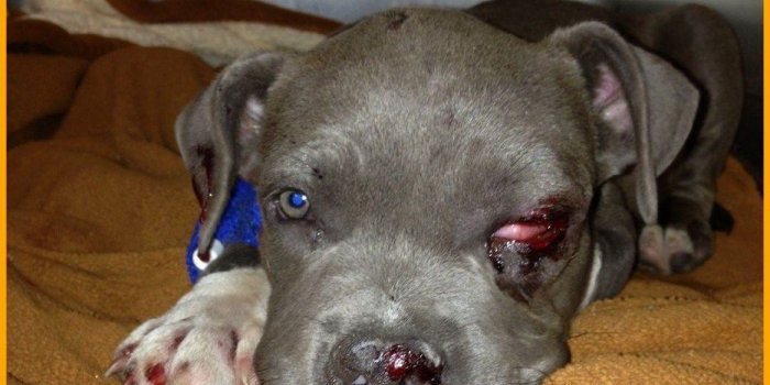 934x1038 Pitbull Puppy Wallpaper Group 34 Cute Baby Puppies - Litle Pups