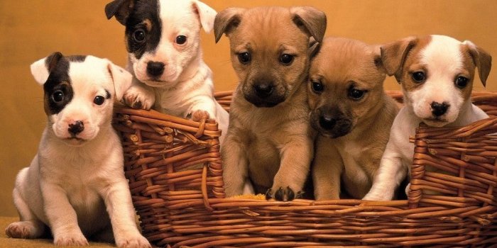 1024x768 Puppy Wallpaper (49+ images) on Genchi.info