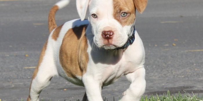 1200x805 5 Popular Different Types of Pitbulls Breeds with Pictures | blessed