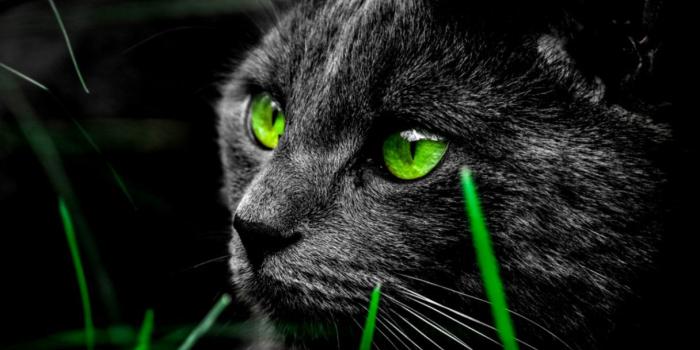 1216x752 Cat With Green Eyes Hd Wallpaper | Wallpapers Library