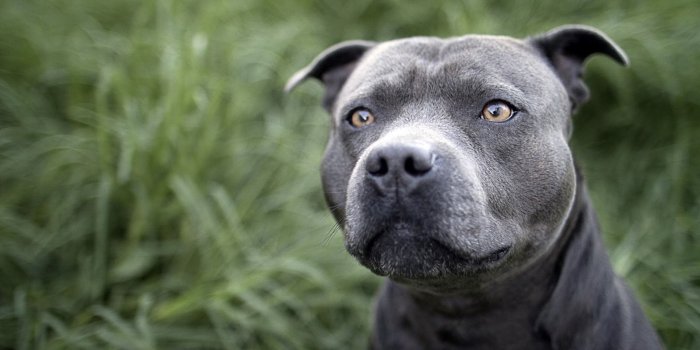 1920x1200 Pitbull puppy wallpaper Gallery