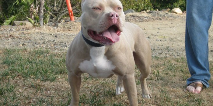 1600x1200 Red Nose Pitbull Wallpaper - Wallpapers Browse