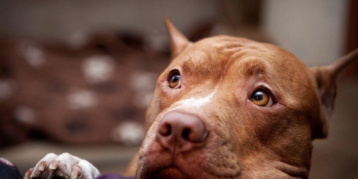 1600x1200 Pitbull Dog Wallpapers