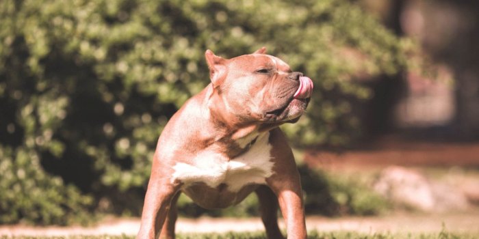 1300x975 Cute Amstaff Puppies Wallpaper | Animals | Dog wallpaper, Pitbulls