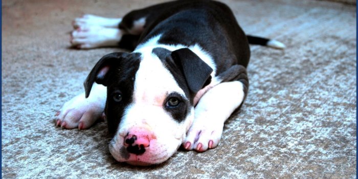 1469x987 Cute Pitbull Dog Puppy Wide Hd Wallpapers Free Puppy Pictures