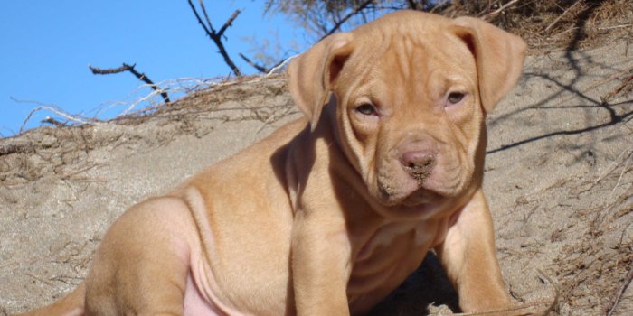 3264x2448 Pit bull puppy wallpaper Gallery