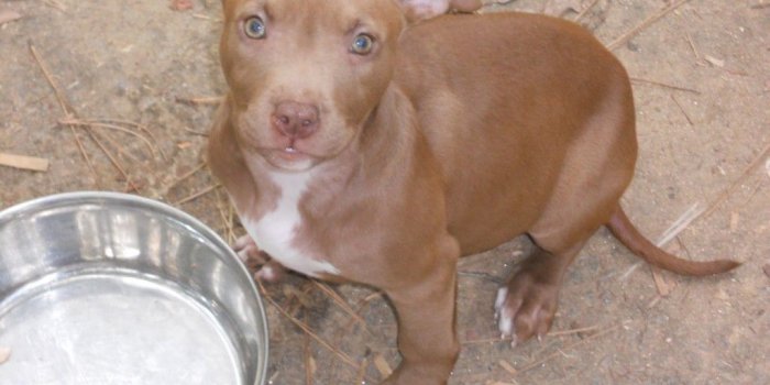 1024x768 Nose Puppy Dog Pitbull Hd Wallpapers Widescreen Puppy - Female Brown