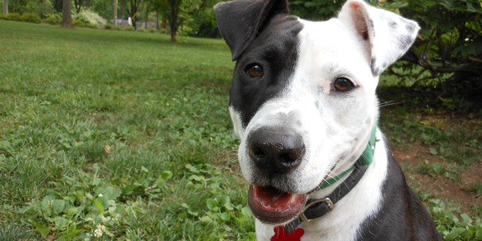 4608x3456 Black pitbull puppy pictures wallpaper