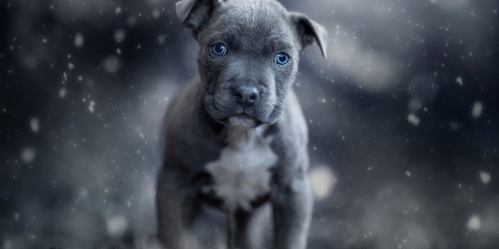 2048x1449 5054465 Pet, Dog, American Pit Bull Terrier, Baby Animal, Puppy