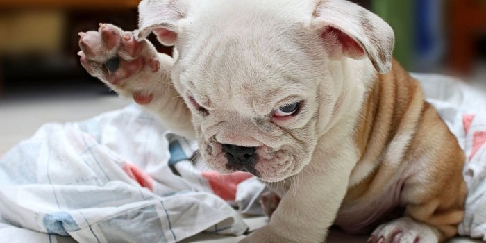 1600x1120 White and brown pitbull puppy beside white and gray textile HD