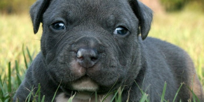 1600x1457 Blue pitbull puppies wallpaper