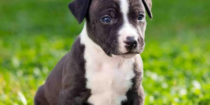 900x900 Pit Bull Puppy Wallpaper HD - HD WAR WALLPAPERS