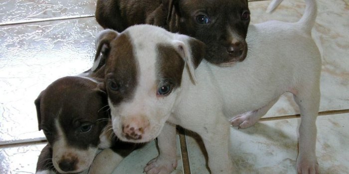 1024x768 Free Blue Pitbull Puppies | Free Download Dogs Wallpapers Cute Puppy