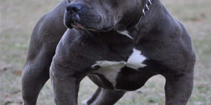 1590x1600 42+] Pit Bull Puppy Wallpaper HD on WallpaperSafari