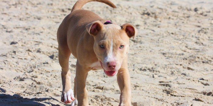 1920x1200 Pitbull, Puppy, Desktop, HD, Wallpaper, Free, Download, Puppy