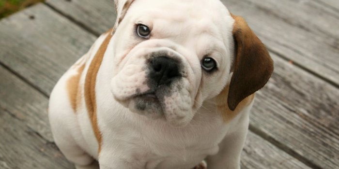 1500x1000 french-bulldog-puppies-wallpaper-high-definitionbulldog-dog