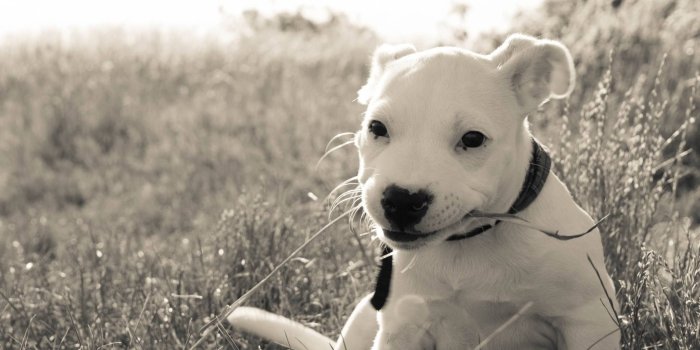 2048x1361 white pitbull puppy on grass field free image | Peakpx