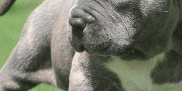 1080x1920 Amazon.com: Pitbull Pup Wallpaper HD: Appstore for Android