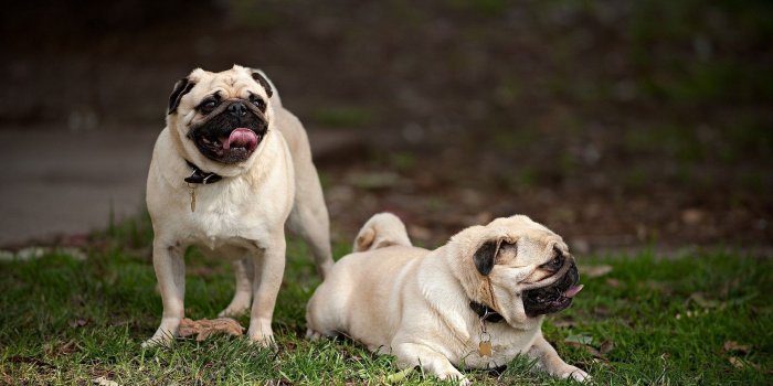 1920x1200 Pitbull Wallpapers - Top Free Pitbull Backgrounds - WallpaperAccess