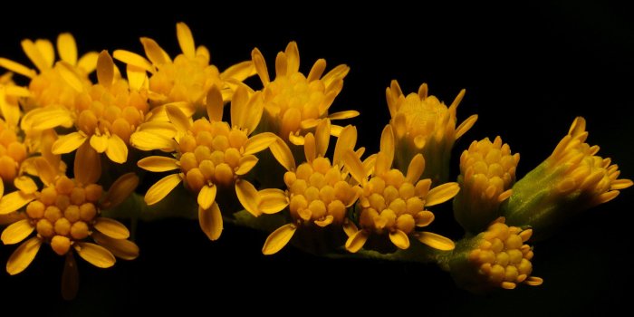 1920x1200 30 HD Yellow Wallpapers