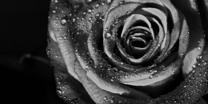 3888x2592 Black And White Roses Wallpapers