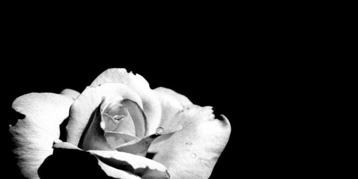 1280x1024 Black And White Rose Wallpapers