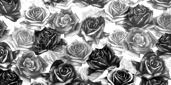2333x1400 62+ Black Roses Wallpapers on WallpaperPlay