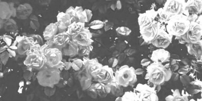 1200x1600 Black and white flower wallpaper | Backgrounds | Flowers, Flower