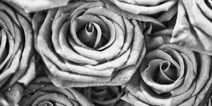 1024x1024 Black And White Rose Wallpapers