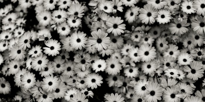 1920x1080 Black and White Roses Wallpaper (56+ images)