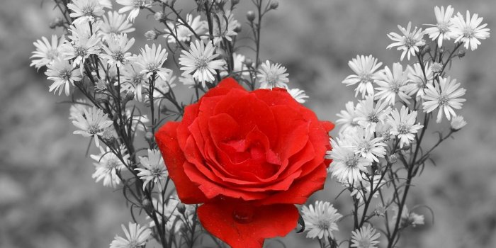 1920x1080 Black And White Roses Wallpapers