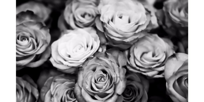 3840x2160 62+ Black Roses Wallpapers on WallpaperPlay