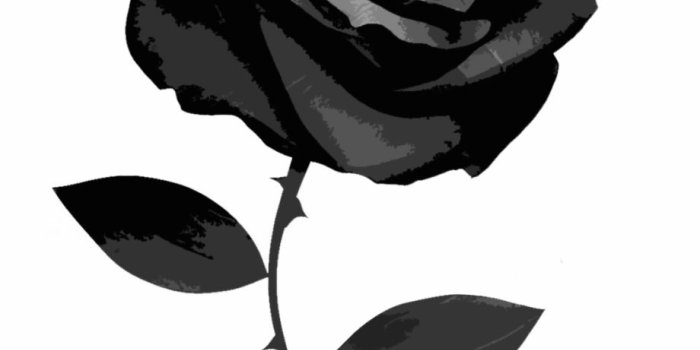 920x1280 Black And White Rose Wallpaper - Black Rose With No Background Free