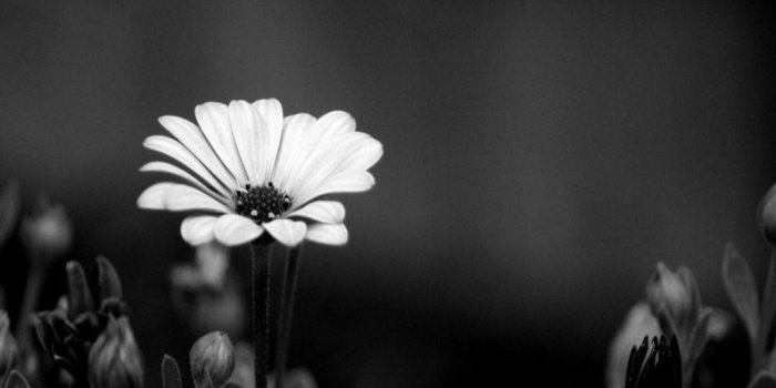 1024x768 Black and white flowers wallpapers HD