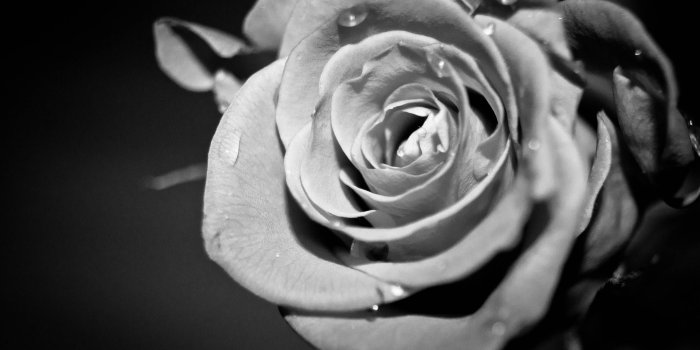 3214x2139 Black And White Rose Images Hd - HD Image Flower and Rose Xmjunci.Com